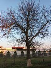 Drzewo orzech włoski do ścięcia w całości