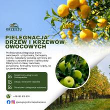 Pielęgnacja Drzew