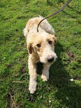 Oddam foksterrierkę