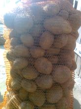 Ziemniaki Soraya, Bernina