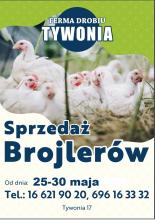 Kurczaki Brojlery Kury