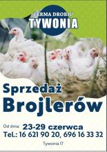Kurczaki Brojlery Kury