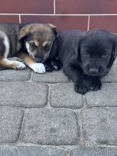 Dwie suczki w typie labradora do adopcji!